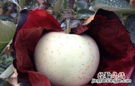 苹果套袋好吃还是不套袋好吃 套袋苹果口感差原因及解決方法