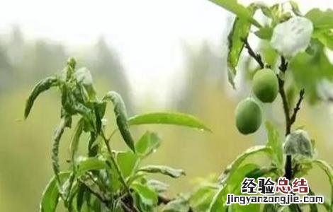 青梅的施肥方法有哪些 青梅的施肥方法