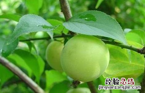 青梅的施肥方法有哪些 青梅的施肥方法
