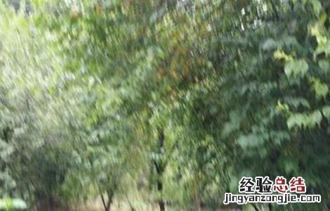 青梅的施肥方法有哪些 青梅的施肥方法