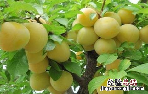 青梅的施肥方法有哪些 青梅的施肥方法