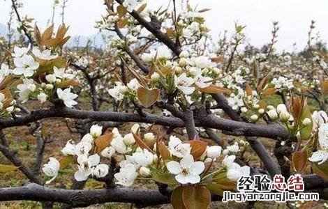 梨树如何疏花疏果图片 梨树如何疏花疏果