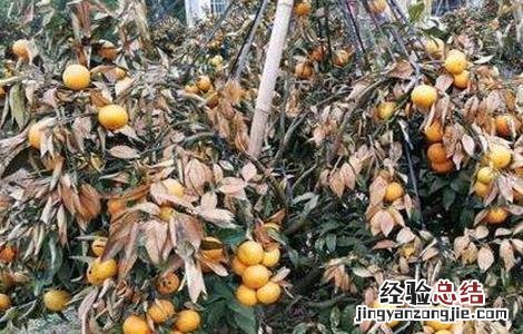 柑橘树冻害后如何处理 柑橘树冻害后如何处理好