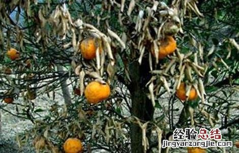 柑橘树冻害后如何处理 柑橘树冻害后如何处理好