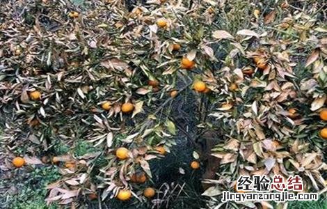 柑橘树冻害后如何处理 柑橘树冻害后如何处理好