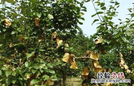 梨树大小年原因及防治方法图片 梨树大小年原因及防治方法