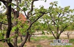 梨树大小年原因及防治方法图片 梨树大小年原因及防治方法