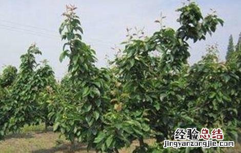 梨树大小年原因及防治方法图片 梨树大小年原因及防治方法