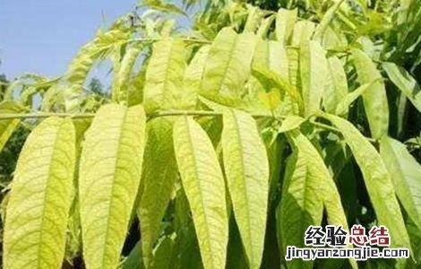 桃树桃树桃树缺铁怎么防治 桃树缺铁症是什么表现