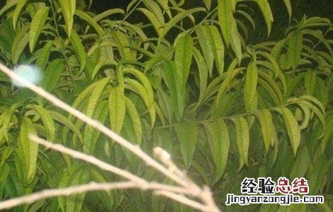 桃树桃树桃树缺铁怎么防治 桃树缺铁症是什么表现