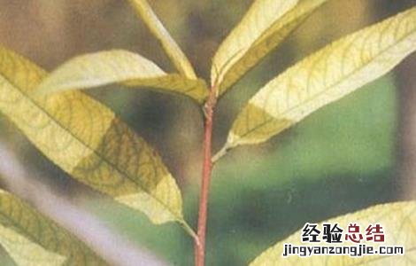 桃树桃树桃树缺铁怎么防治 桃树缺铁症是什么表现