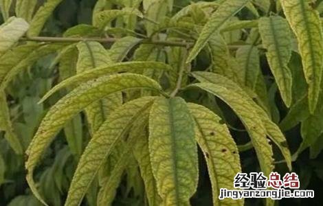 桃树桃树桃树缺铁怎么防治 桃树缺铁症是什么表现