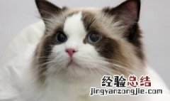 猫咪跑进家有什么预兆 猫跑家里有什么预兆