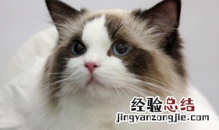 猫咪跑进家有什么預兆 猫跑家里有什么預兆