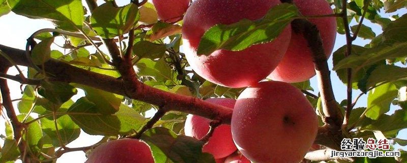 果树春季清园用什么药 苹果树春季清园打啥药
