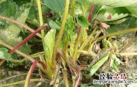 冬季草莓如何保根 冬季草莓如何保根发芽