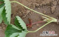 冬季草莓如何保根 冬季草莓如何保根发芽