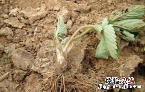 冬季草莓如何保根 冬季草莓如何保根发芽