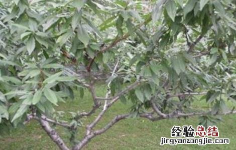 桃树上钾肥好不好 桃树缺钾什么症状