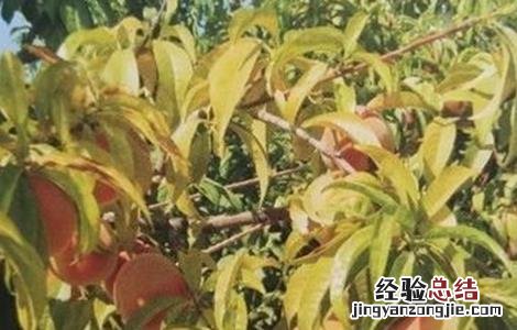 桃树上钾肥好不好 桃树缺钾什么症状