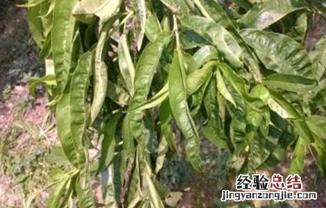 桃树上钾肥好不好 桃树缺钾什么症状