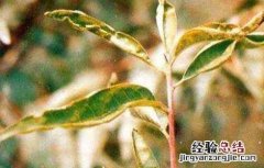 桃树上钾肥好不好 桃树缺钾什么症状