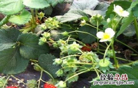 草莓歇秧原因及解决方法 草莓秧了怎么办