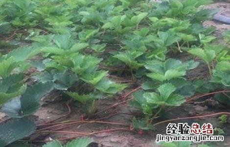 草莓歇秧原因及解决方法 草莓秧了怎么办