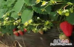 草莓歇秧原因及解决方法 草莓秧了怎么办