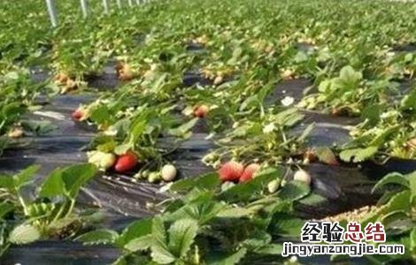 草莓歇秧原因及解决方法 草莓秧了怎么办