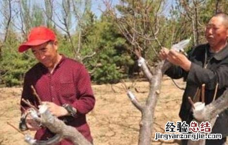梨树的高接换头技术 梨树高接换头技术和后期管理
