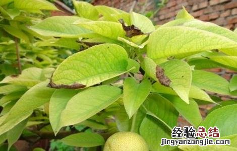 梨树叶子发黄怎么回事 梨树叶子发黄是怎么回事