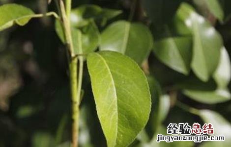 梨树叶子发黄怎么回事 梨树叶子发黄是怎么回事