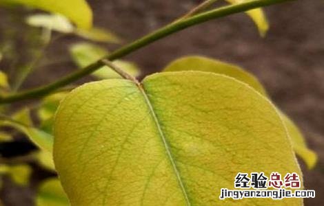 梨树叶子发黄怎么回事 梨树叶子发黄是怎么回事