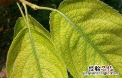 梨树叶子发黄怎么回事 梨树叶子发黄是怎么回事
