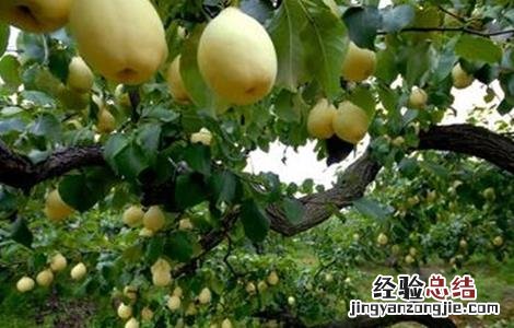 秋季梨树怎样管理视频 秋季梨树怎样管理