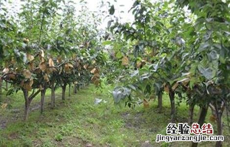 秋季梨树怎样管理视频 秋季梨树怎样管理