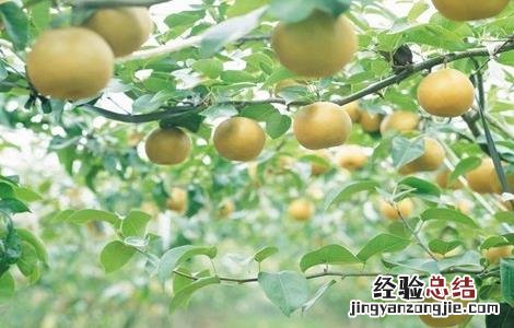 秋季梨树怎样管理视频 秋季梨树怎样管理