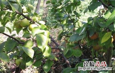 秋季梨树怎样管理视频 秋季梨树怎样管理