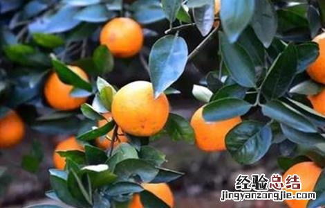 柑橘采收注意事项 柑橘采收注意事项和要求