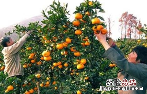 柑橘采收注意事项 柑橘采收注意事项和要求
