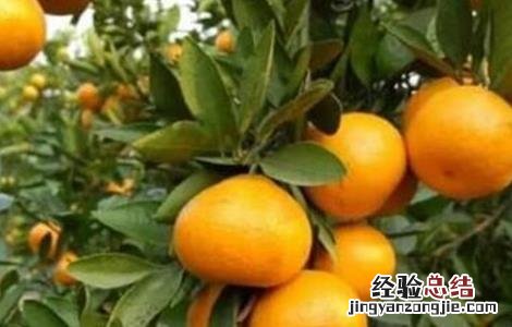 柑橘采收注意事项 柑橘采收注意事项和要求