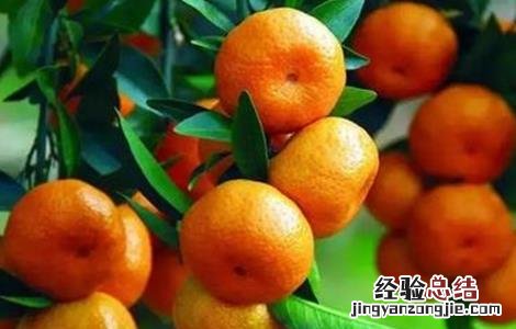 柑橘采收注意事项 柑橘采收注意事项和要求