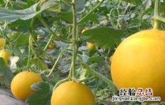甜瓜高产种植技术 甜瓜高产种植技术与管理