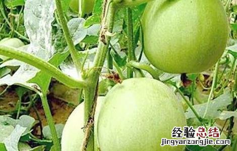 甜瓜高产种植技术 甜瓜高产种植技术与管理