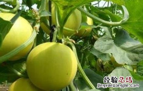 甜瓜高产种植技术 甜瓜高产种植技术与管理
