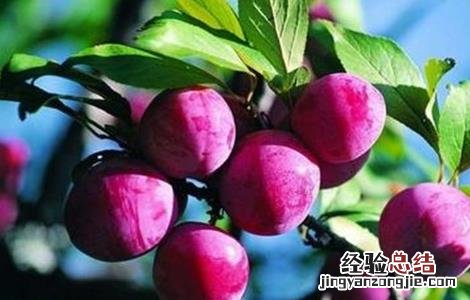 种植果树时的错误想法 果树种植遇到的问题