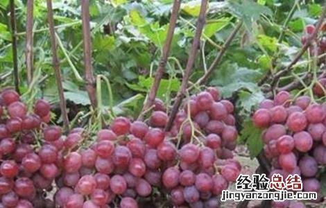 种植果树时的错误想法 果树种植遇到的问题