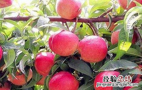 种植果树时的错误想法 果树种植遇到的问题
