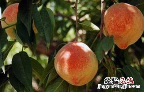 种植果树时的错误想法 果树种植遇到的问题